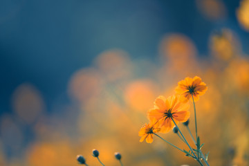 减肥晚餐吃什么食物好？