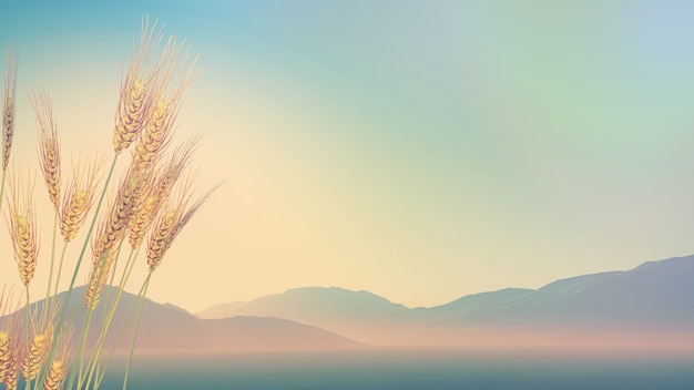 沉木放在鱼缸里水发黄怎么办