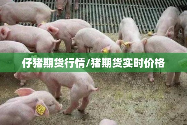 仔猪期货行情/猪期货实时价格