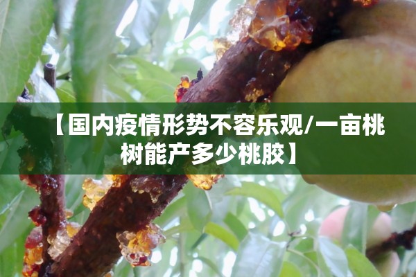 【国内疫情形势不容乐观/一亩桃树能产多少桃胶】