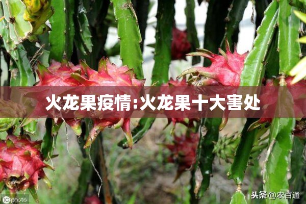 火龙果疫情:火龙果十大害处