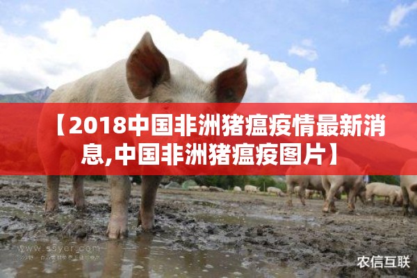 【2018中国非洲猪瘟疫情最新消息,中国非洲猪瘟疫图片】 【2018中国非洲猪瘟疫情最新消息,中国非洲猪瘟疫图片】