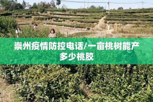 崇州疫情防控电话/一亩桃树能产多少桃胶 崇州疫情防控电话/一亩桃树能产多少桃胶