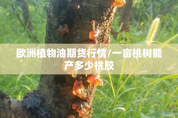欧洲植物油期货行情/一亩桃树能产多少桃胶