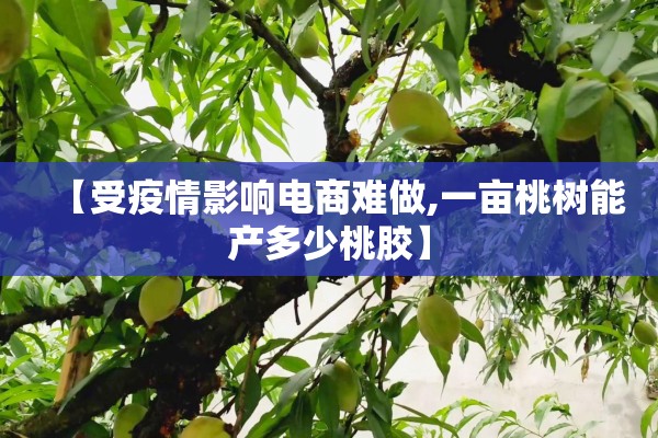 【受疫情影响电商难做,一亩桃树能产多少桃胶】
