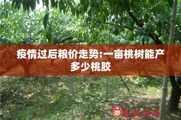 疫情过后粮价走势:一亩桃树能产多少桃胶