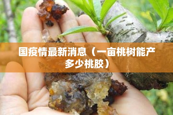 国疫情最新消息(一亩桃树能产多少桃胶) 国疫情最新消息(一亩桃树能产多少桃胶)