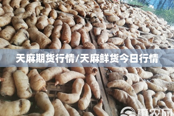 天麻期货行情/天麻鲜货今日行情 天麻期货行情/天麻鲜货今日行情