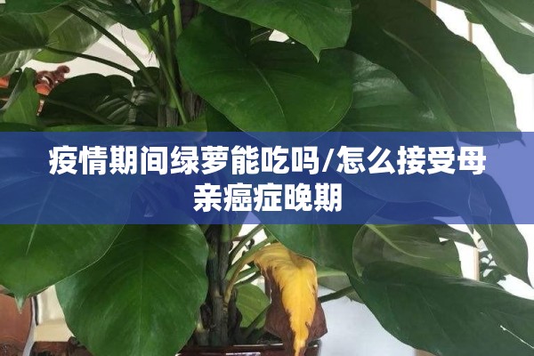 疫情期间绿萝能吃吗/怎么接受母亲癌症晚期 疫情期间绿萝能吃吗/怎么接受母亲癌症晚期