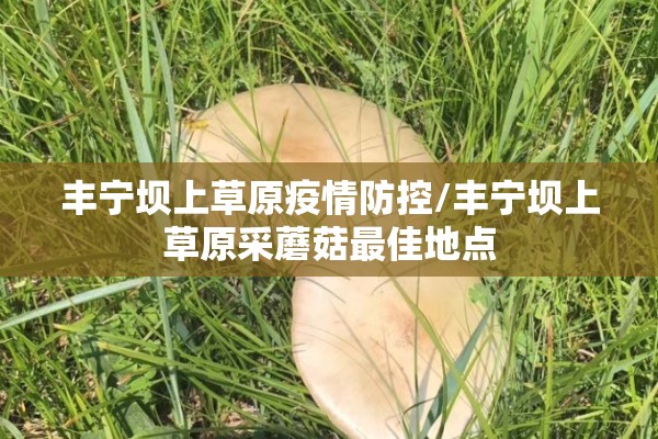 丰宁坝上草原疫情防控/丰宁坝上草原采蘑菇最佳地点 丰宁坝上草原疫情防控/丰宁坝上草原采蘑菇最佳地点